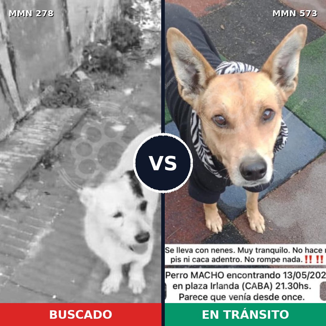 Comparativa MMS 5835: mascota perdida y mascota encontrada, 23% de similitud