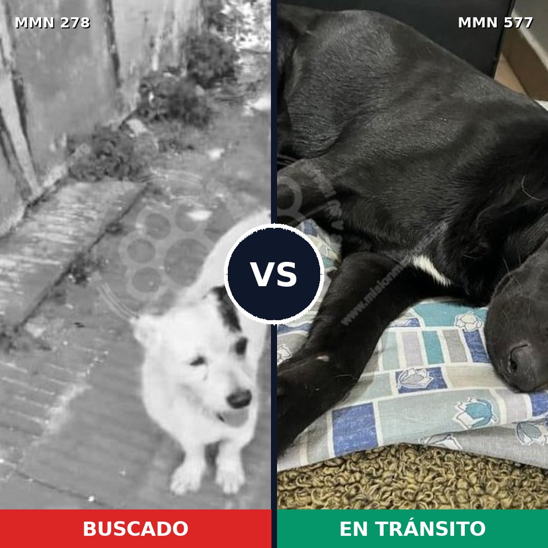 Comparativa MMS 5836: mascota perdida y mascota encontrada, 42% de similitud
