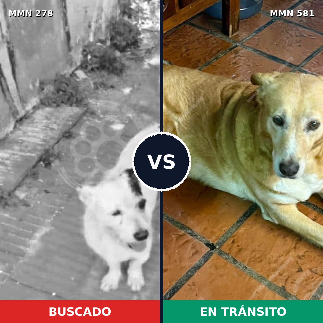 Comparativa MMS 5837: mascota perdida y mascota encontrada, 30% de similitud