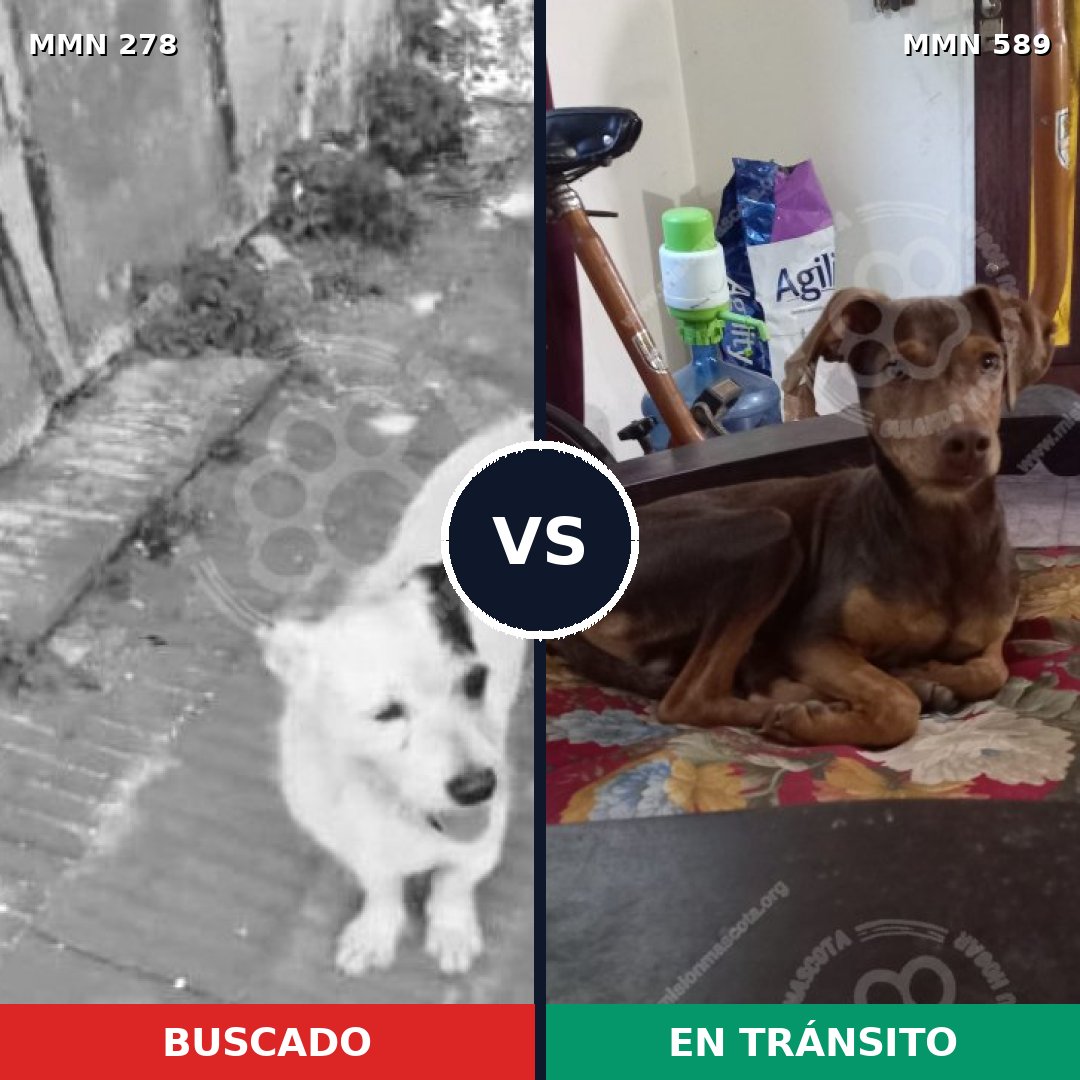 Comparativa MMS 5838: mascota perdida y mascota encontrada, 46% de similitud