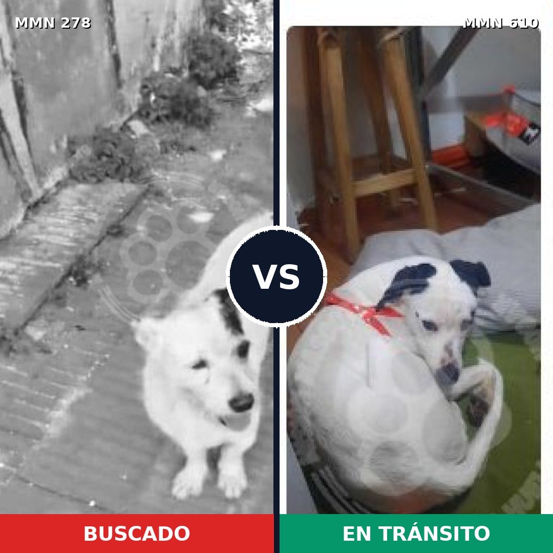 Comparativa MMS 5839: mascota perdida y mascota encontrada, 46% de similitud