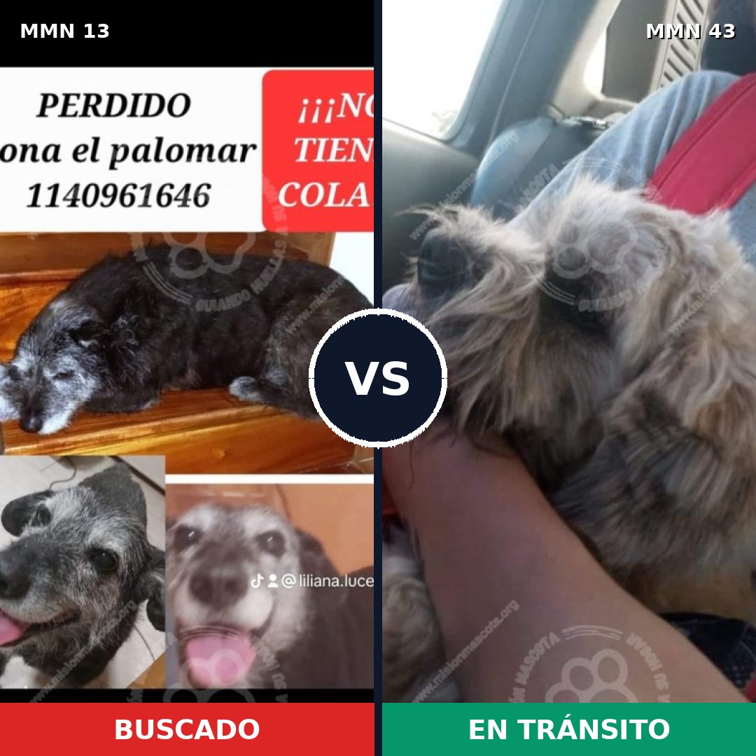 Comparativa MMS 584: mascota perdida y mascota encontrada, 62% de similitud