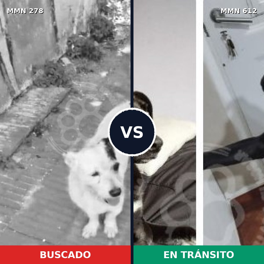 Comparativa MMS 5840: mascota perdida y mascota encontrada, 42% de similitud