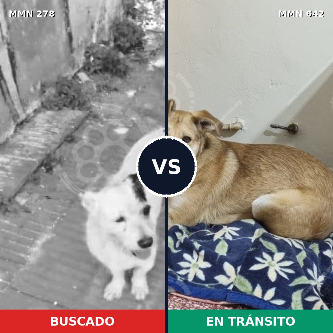Comparativa MMS 5842: mascota perdida y mascota encontrada, 8% de similitud