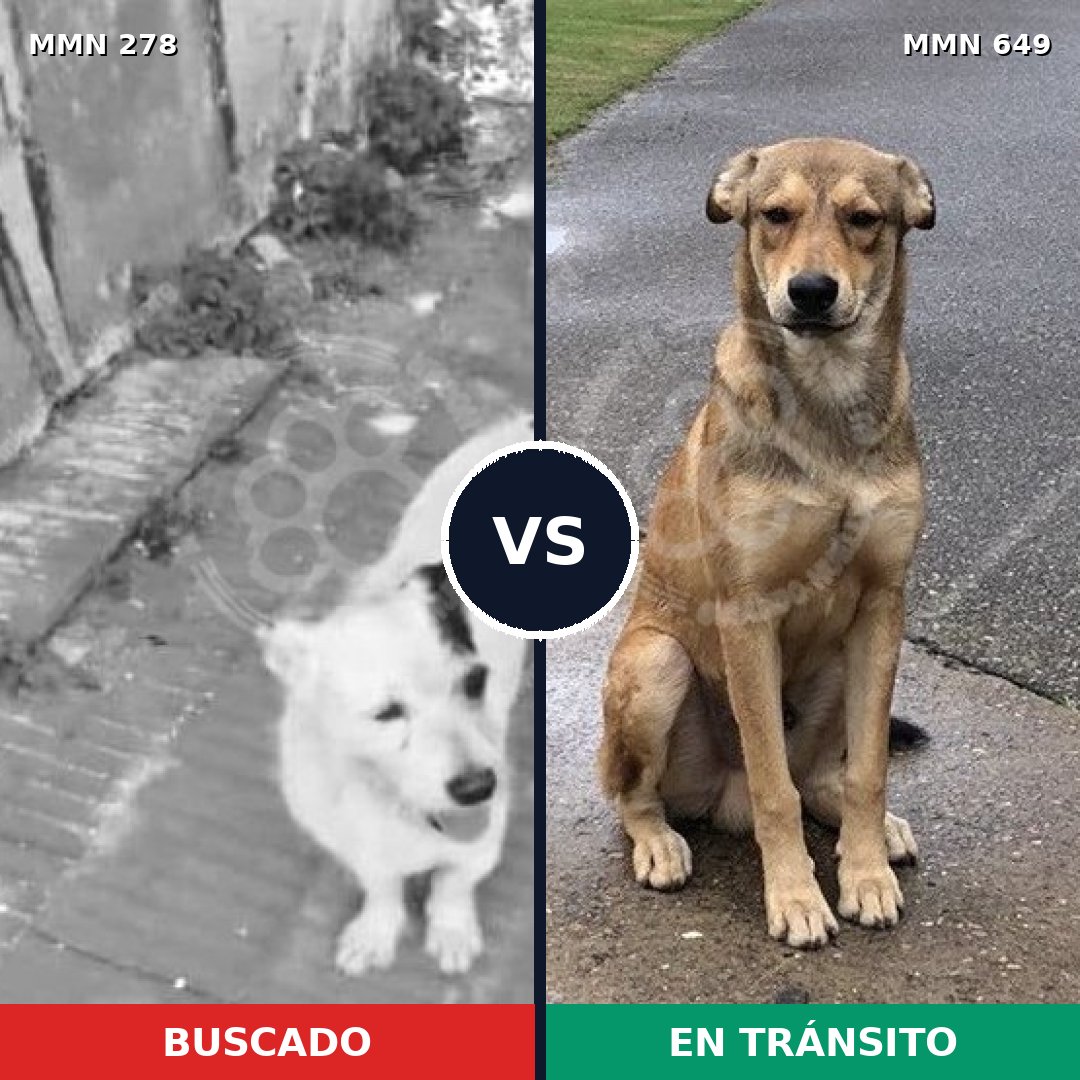 Comparativa MMS 5843: mascota perdida y mascota encontrada, 2% de similitud