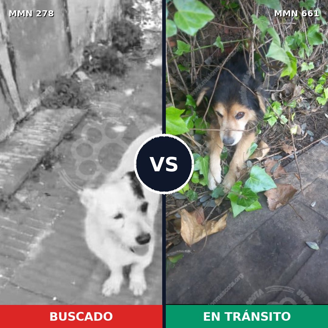 Comparativa MMS 5844: mascota perdida y mascota encontrada, 52% de similitud