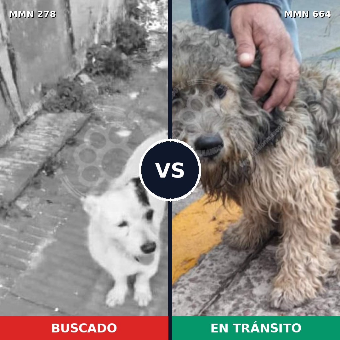 Comparativa MMS 5845: mascota perdida y mascota encontrada, 8% de similitud