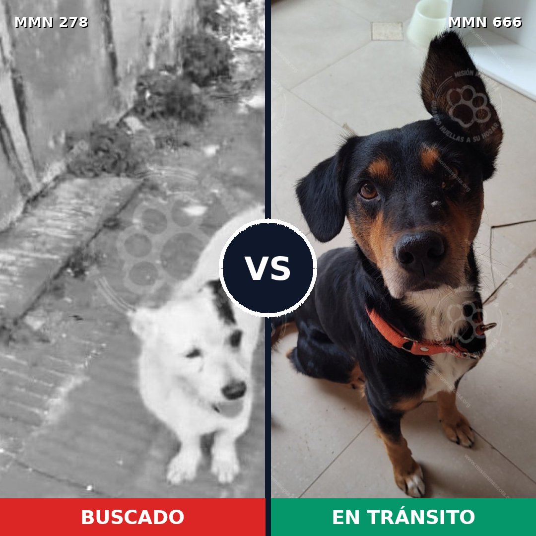 Comparativa MMS 5846: mascota perdida y mascota encontrada, 15% de similitud