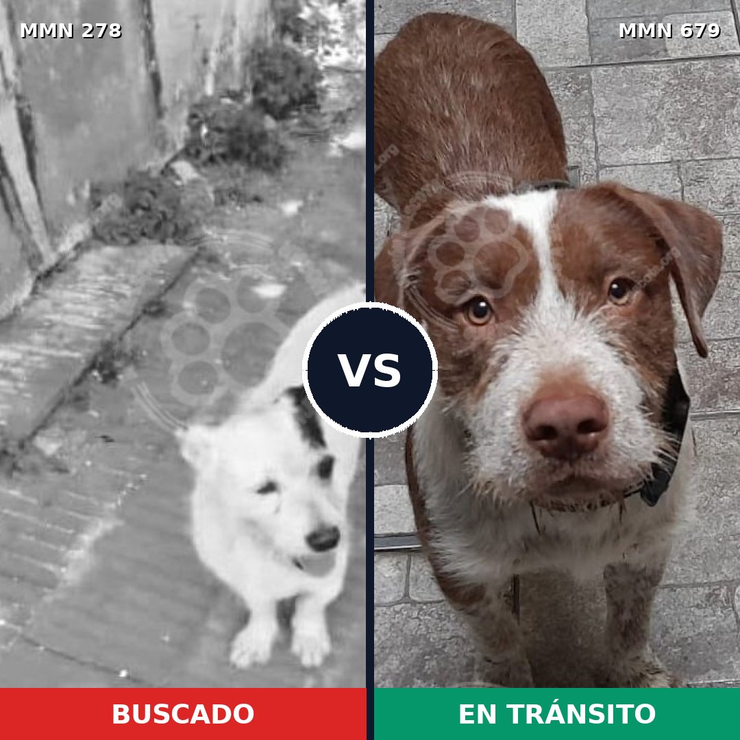 Comparativa MMS 5847: mascota perdida y mascota encontrada, 21% de similitud