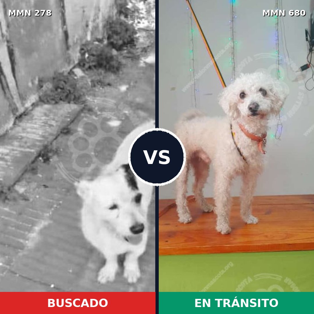 Comparativa MMS 5848: mascota perdida y mascota encontrada, 82% de similitud