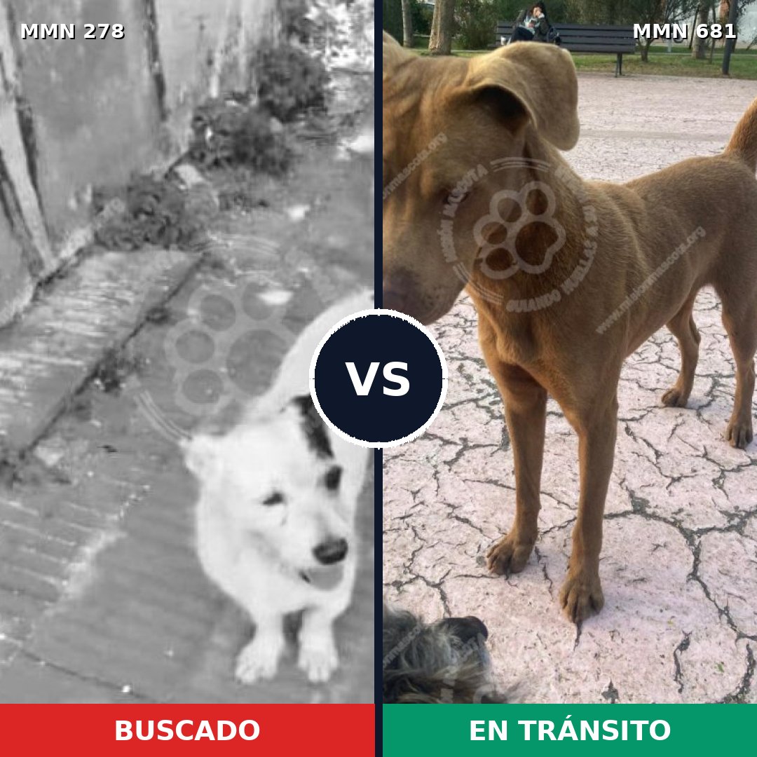 Comparativa MMS 5849: mascota perdida y mascota encontrada, 10% de similitud