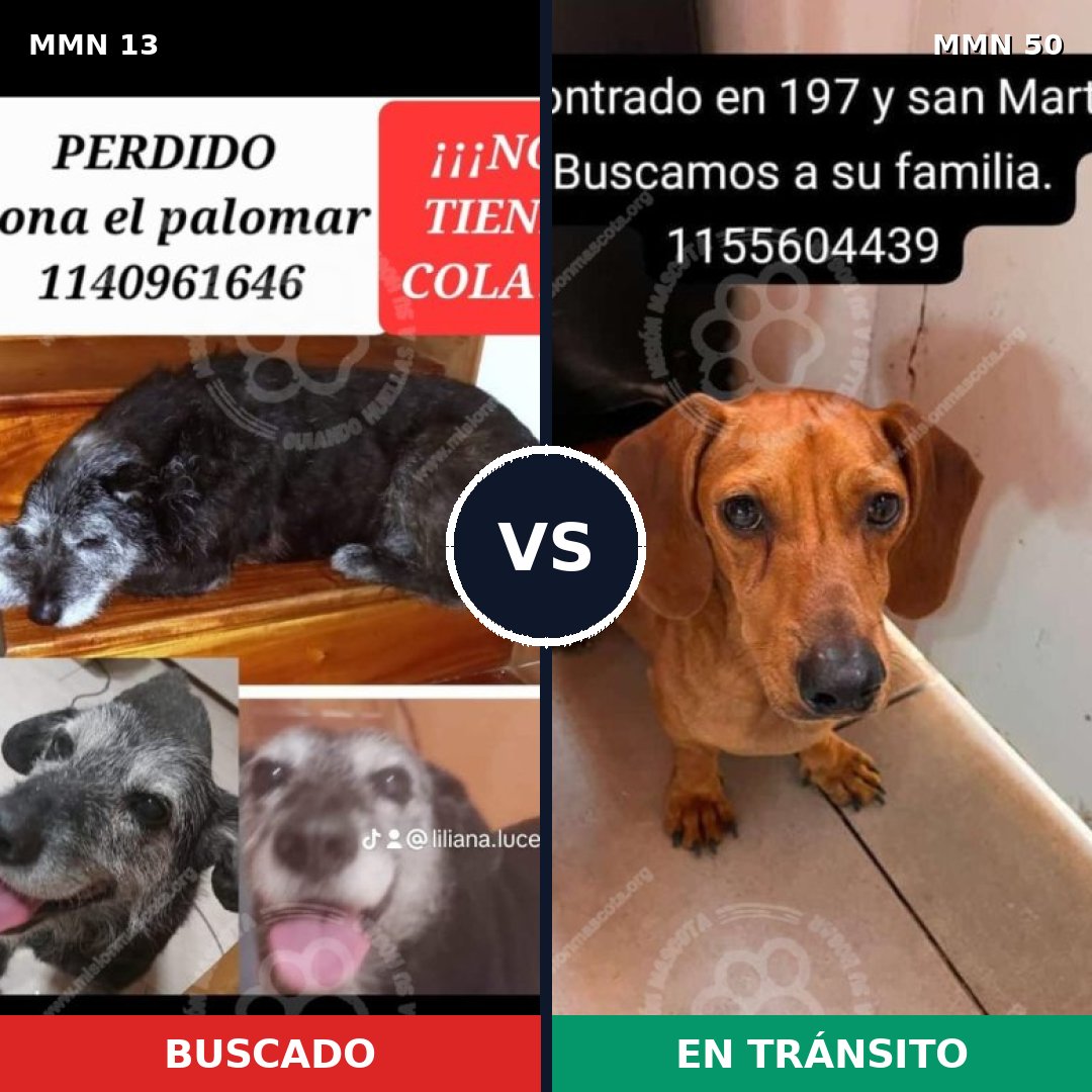 Comparativa MMS 585: mascota perdida y mascota encontrada, 29% de similitud