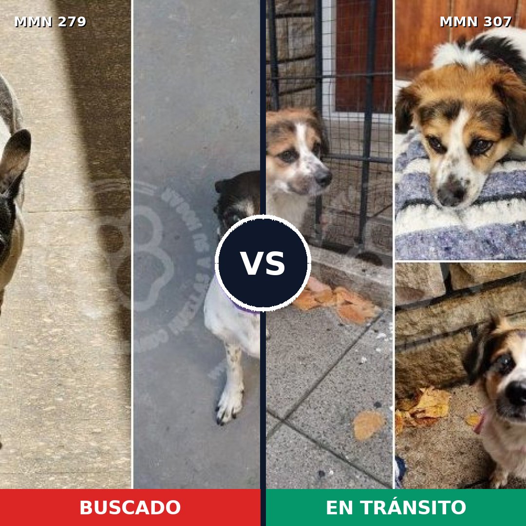 Comparativa MMS 5850: mascota perdida y mascota encontrada, 61% de similitud