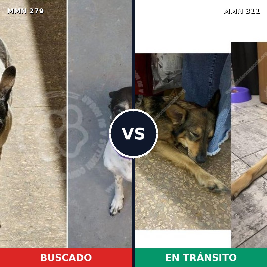 Comparativa MMS 5852: mascota perdida y mascota encontrada, 62% de similitud