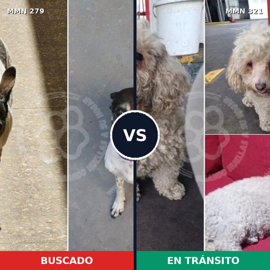 Comparativa MMS 5854: mascota perdida y mascota encontrada, 27% de similitud