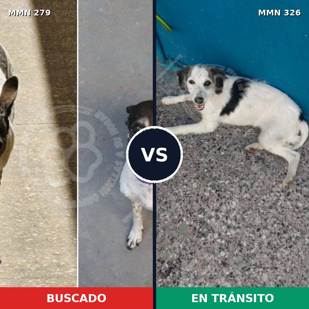 Comparativa MMS 5855: mascota perdida y mascota encontrada, 70% de similitud