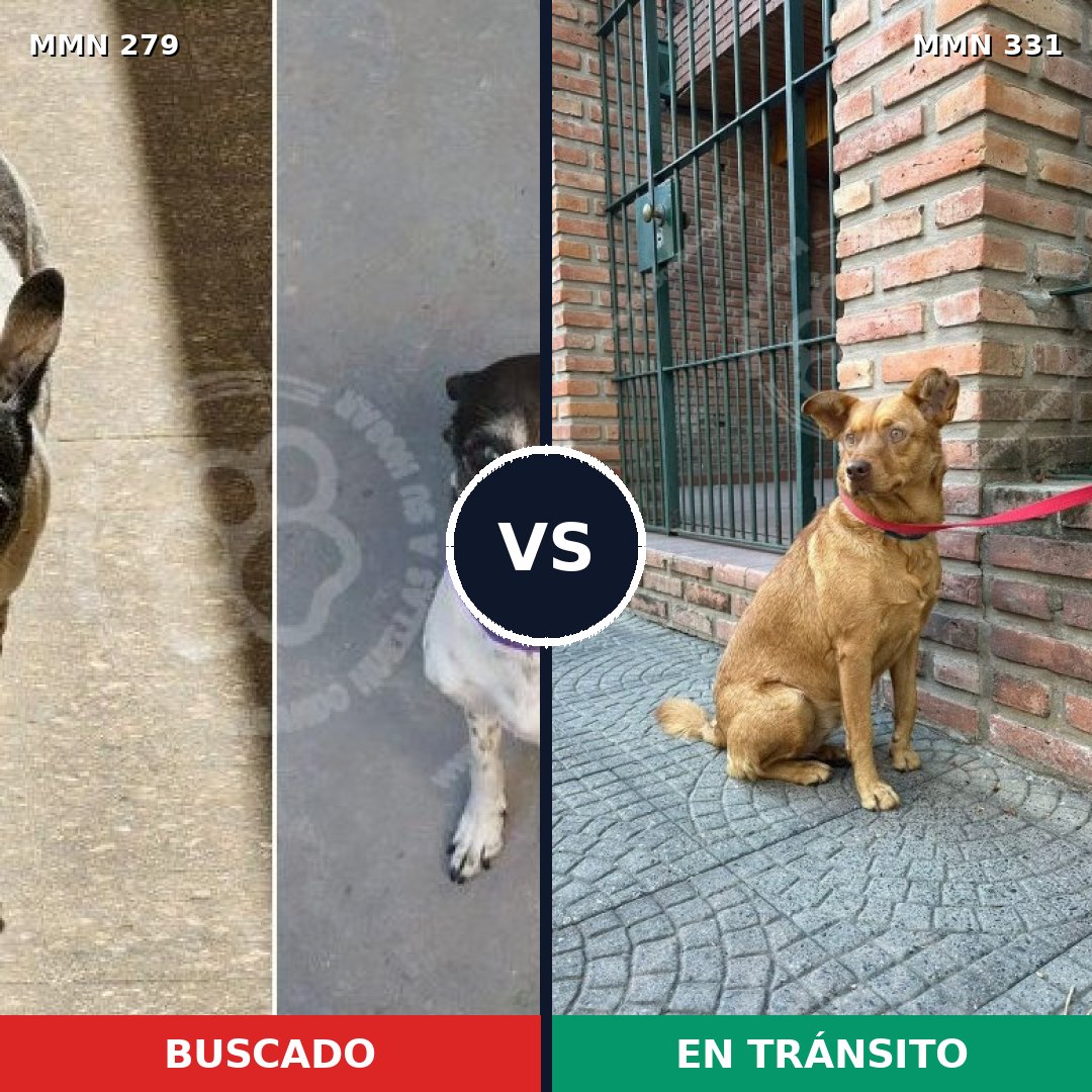 Comparativa MMS 5856: mascota perdida y mascota encontrada, 47% de similitud