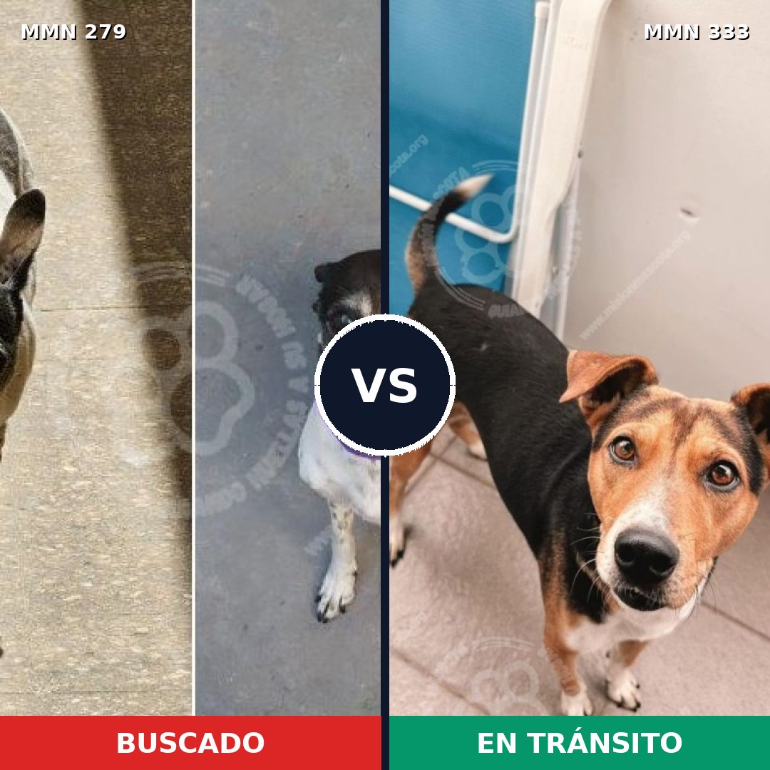 Comparativa MMS 5857: mascota perdida y mascota encontrada, 60% de similitud