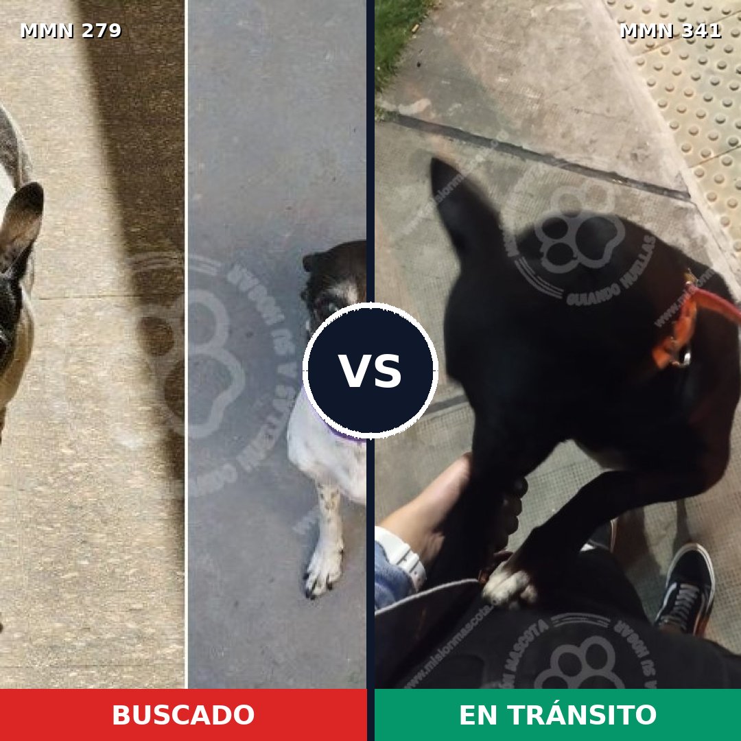 Comparativa MMS 5858: mascota perdida y mascota encontrada, 68% de similitud