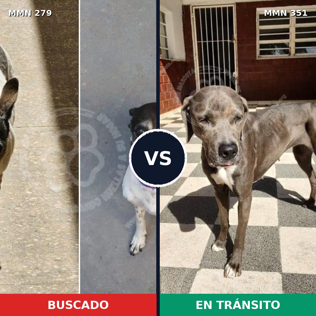 Comparativa MMS 5859: mascota perdida y mascota encontrada, 26% de similitud