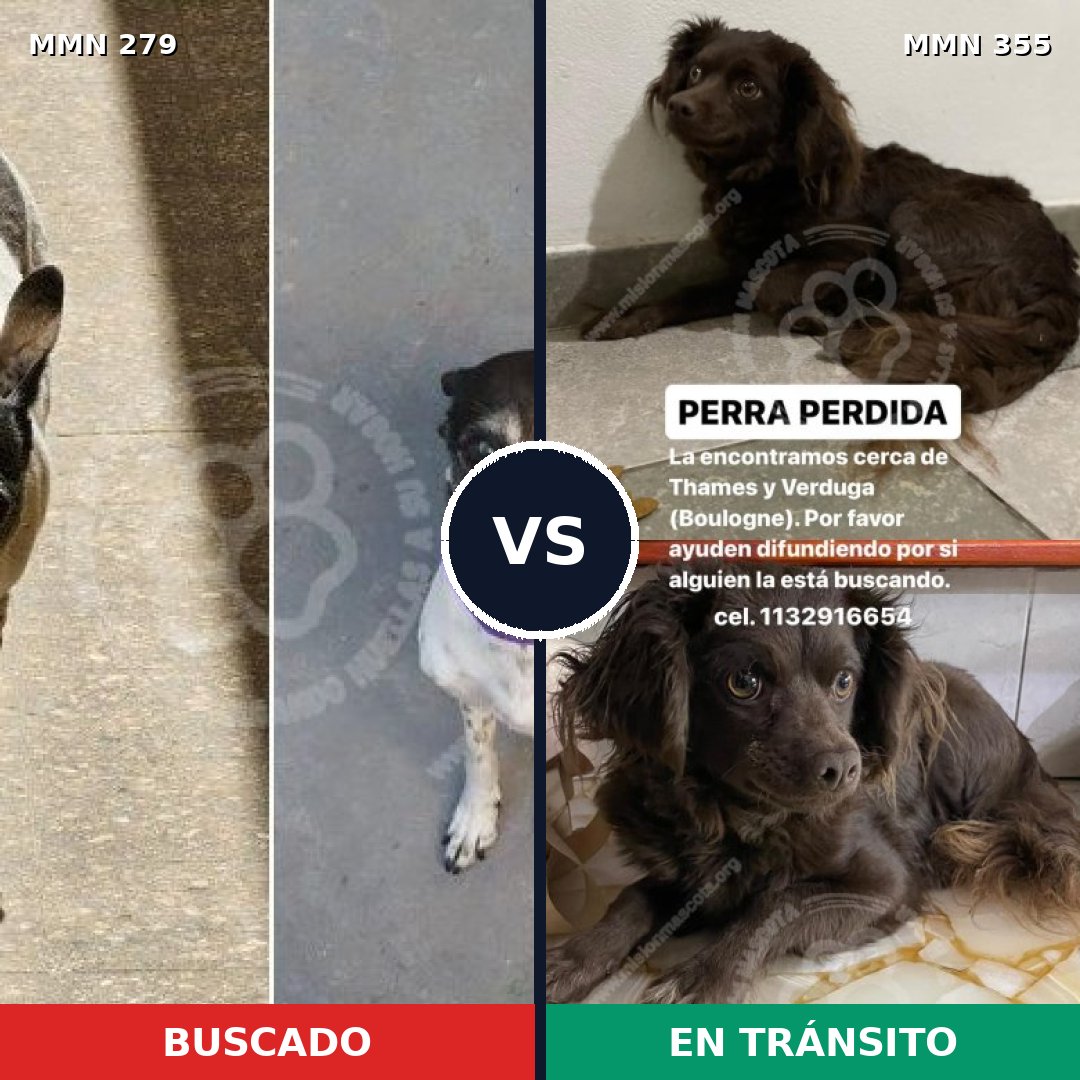 Comparativa MMS 5860: mascota perdida y mascota encontrada, 44% de similitud