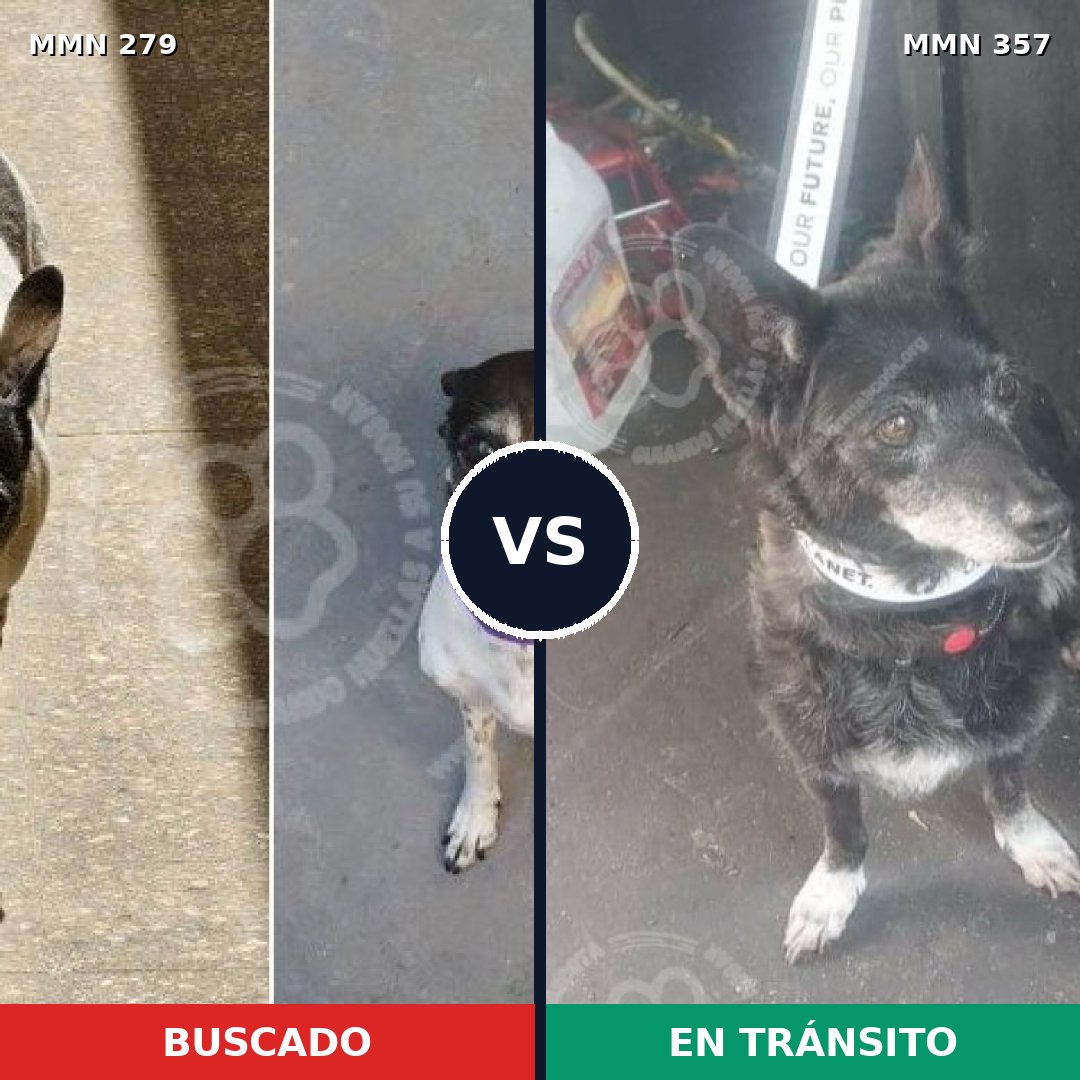 Comparativa MMS 5861: mascota perdida y mascota encontrada, 82% de similitud