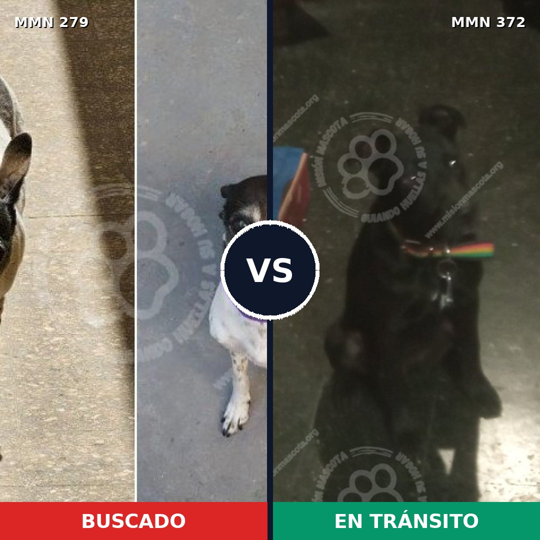 Comparativa MMS 5863: mascota perdida y mascota encontrada, 84% de similitud