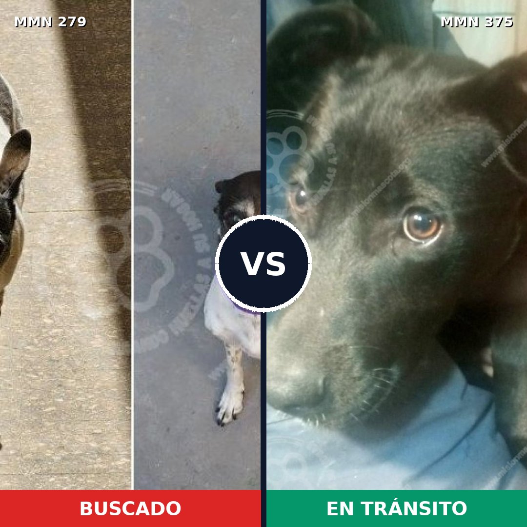 Comparativa MMS 5864: mascota perdida y mascota encontrada, 67% de similitud