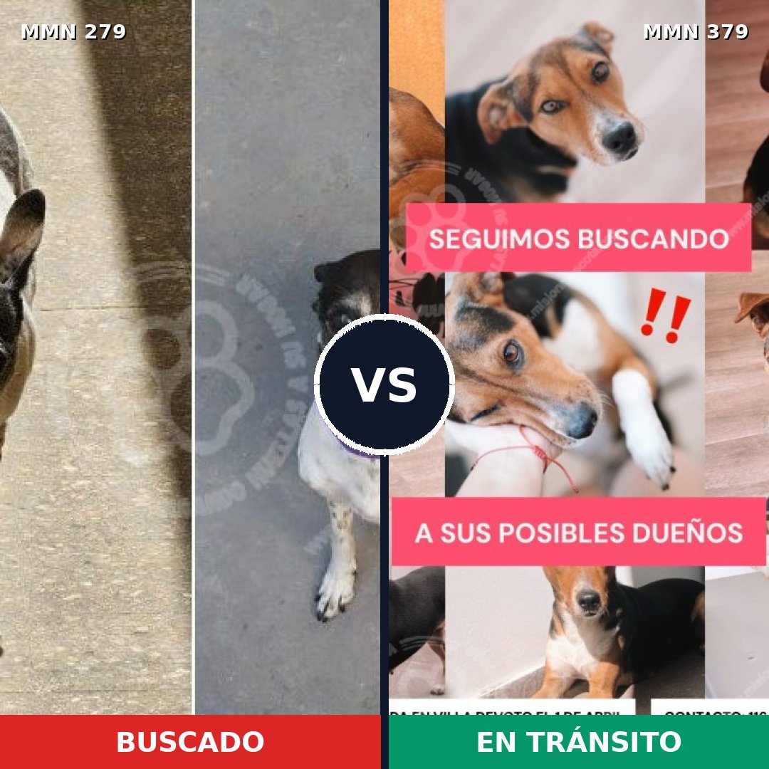 Comparativa MMS 5865: mascota perdida y mascota encontrada, 63% de similitud