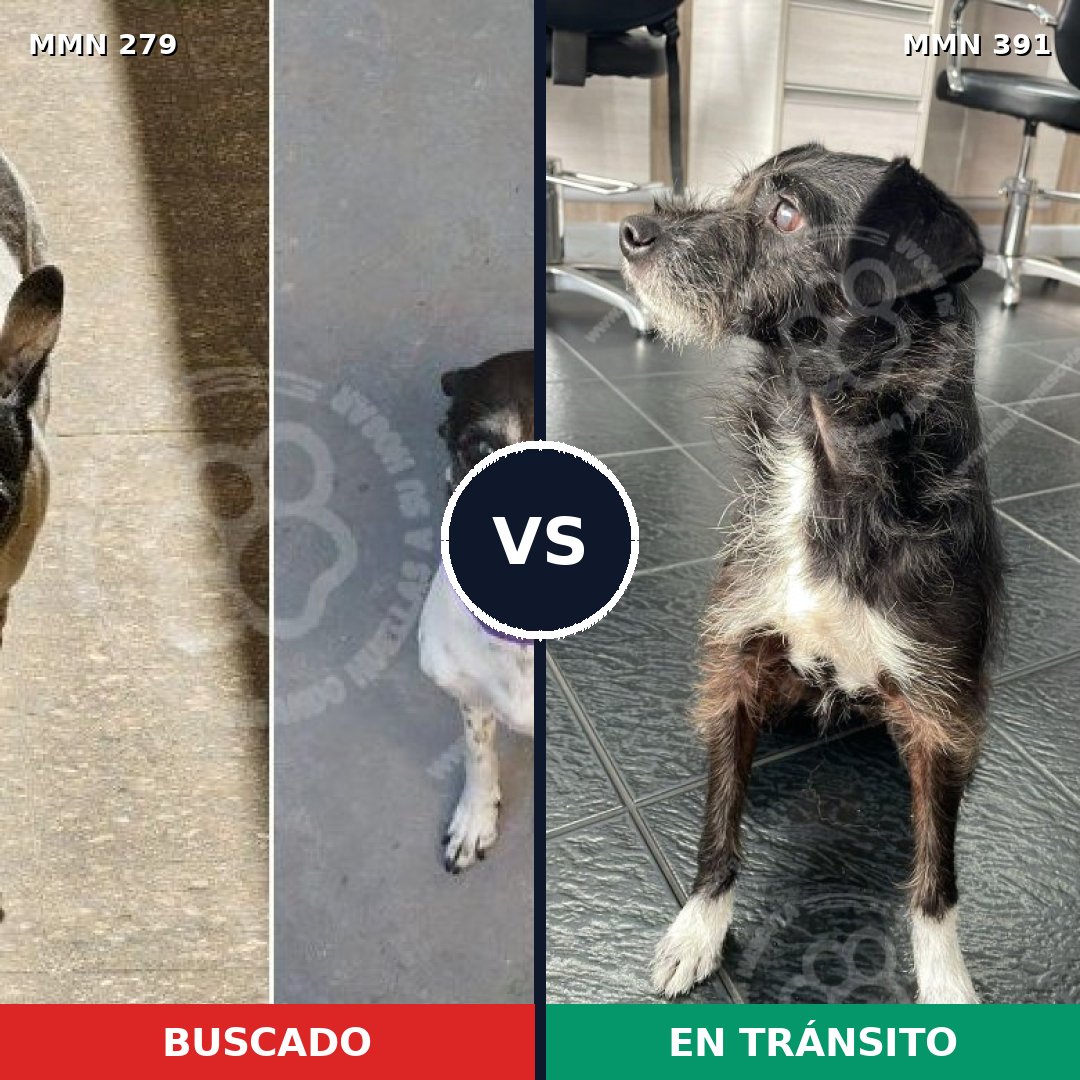 Comparativa MMS 5866: mascota perdida y mascota encontrada, 83% de similitud