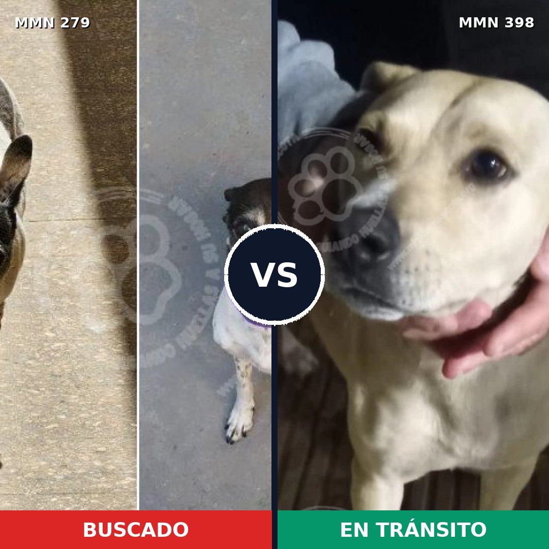 Comparativa MMS 5867: mascota perdida y mascota encontrada, 55% de similitud