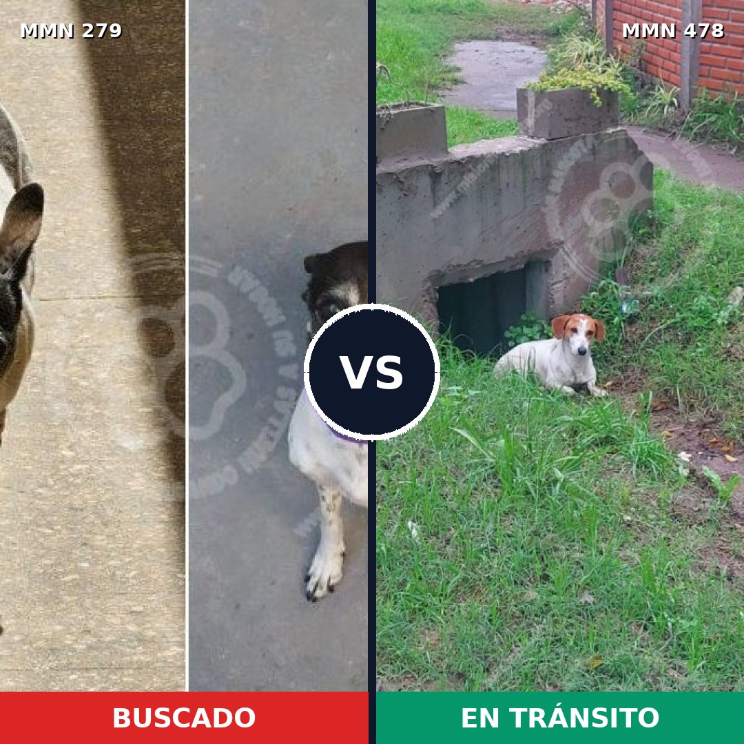Comparativa MMS 5868: mascota perdida y mascota encontrada, 66% de similitud