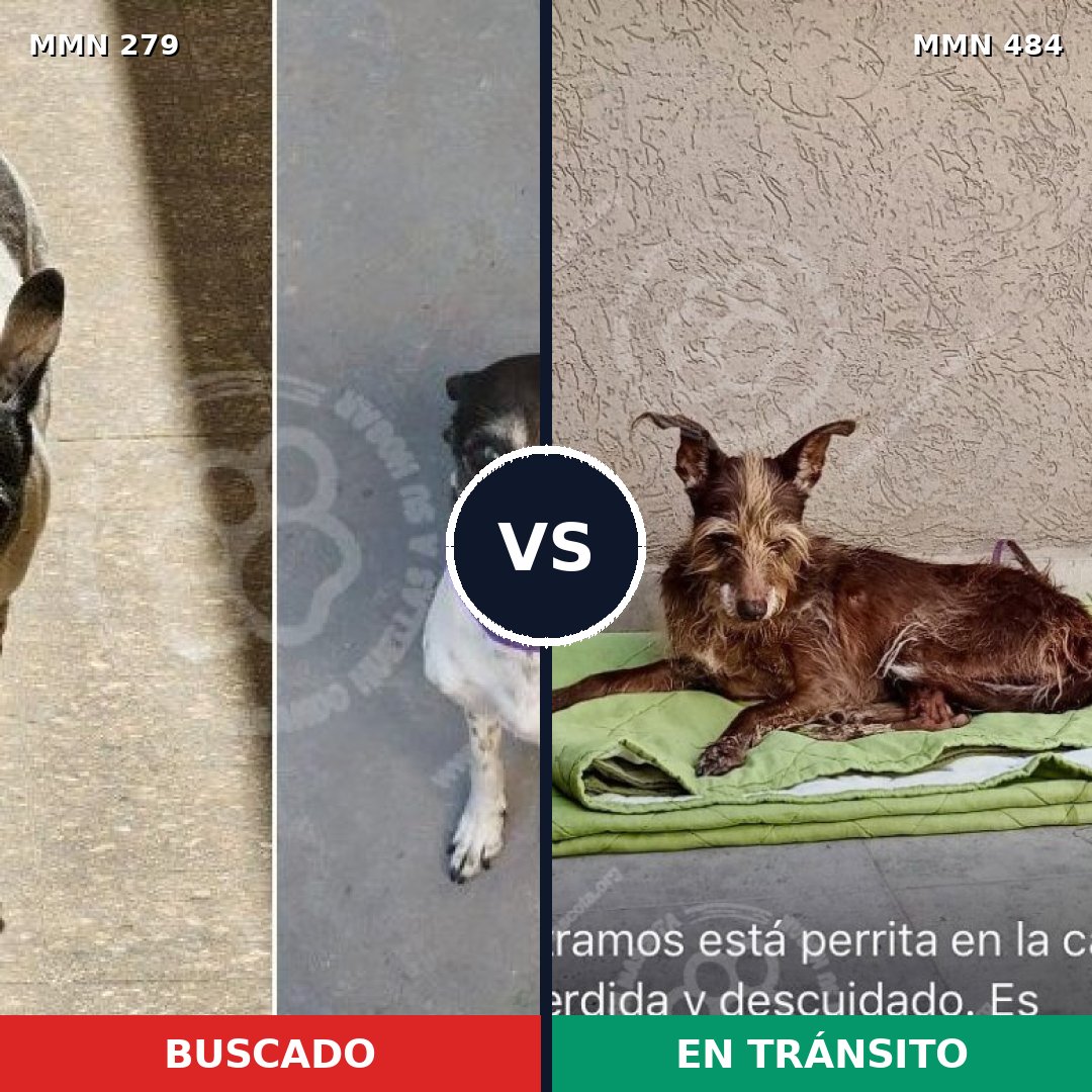 Comparativa MMS 5869: mascota perdida y mascota encontrada, 61% de similitud