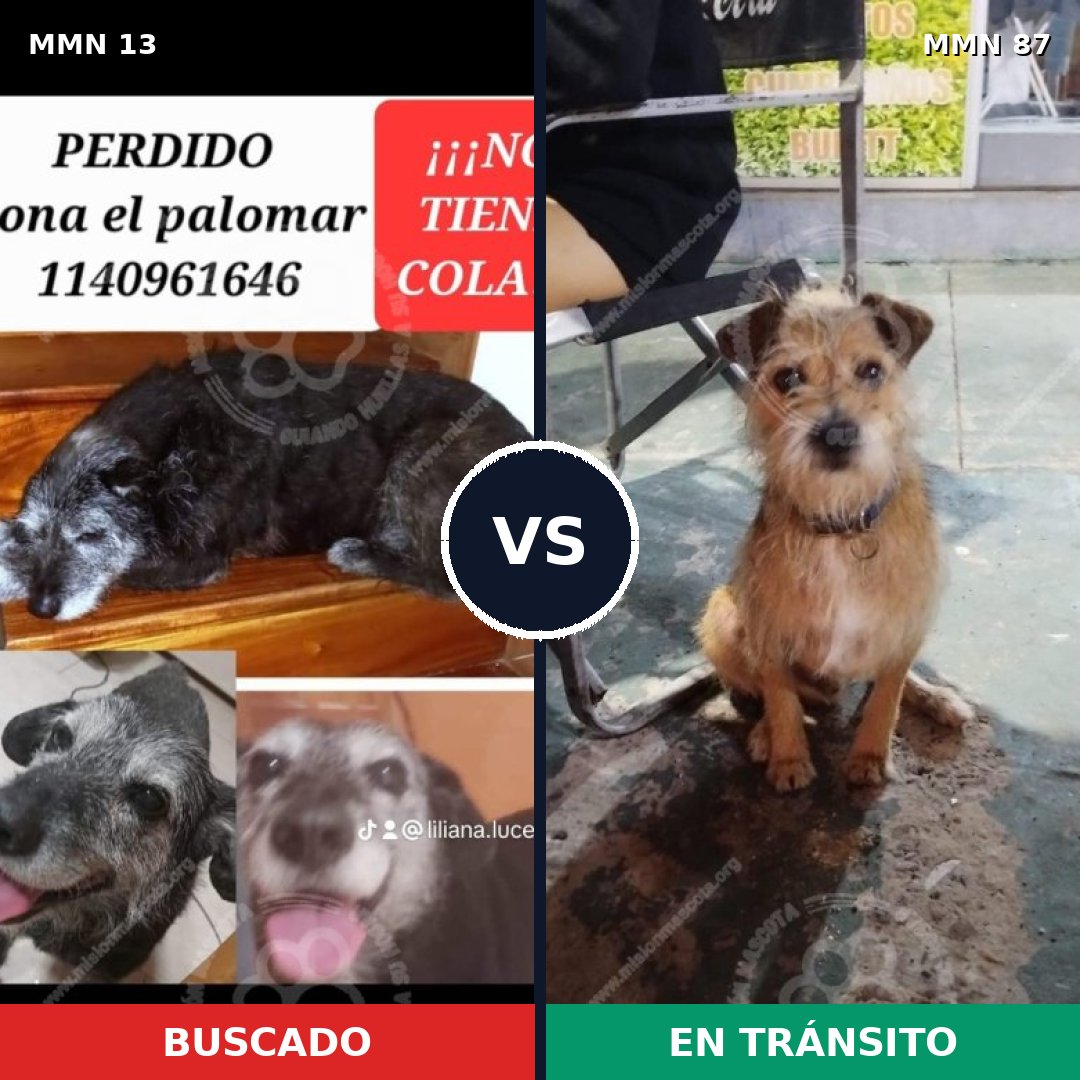 Comparativa MMS 587: mascota perdida y mascota encontrada, 77% de similitud