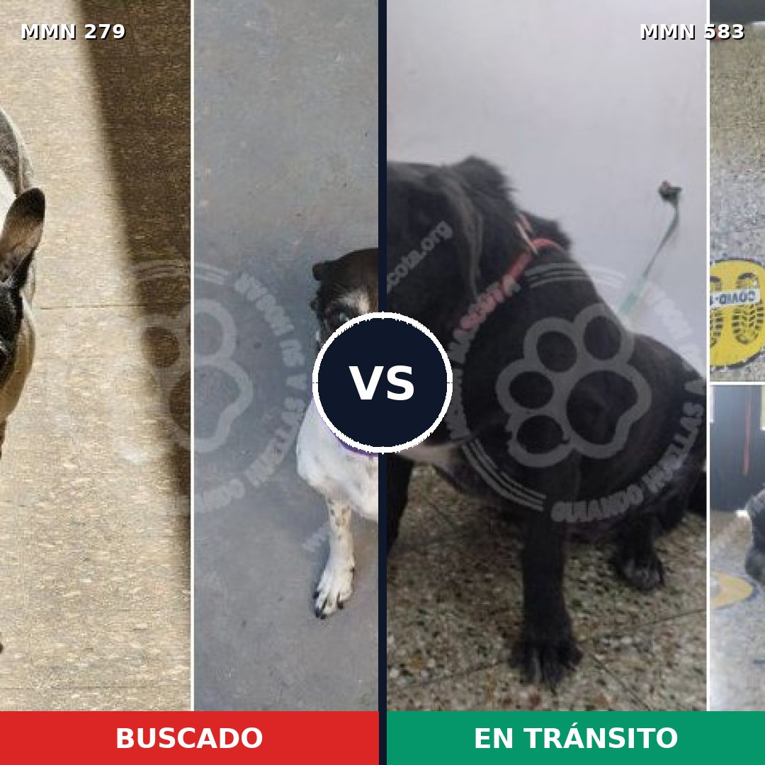 Comparativa MMS 5873: mascota perdida y mascota encontrada, 81% de similitud