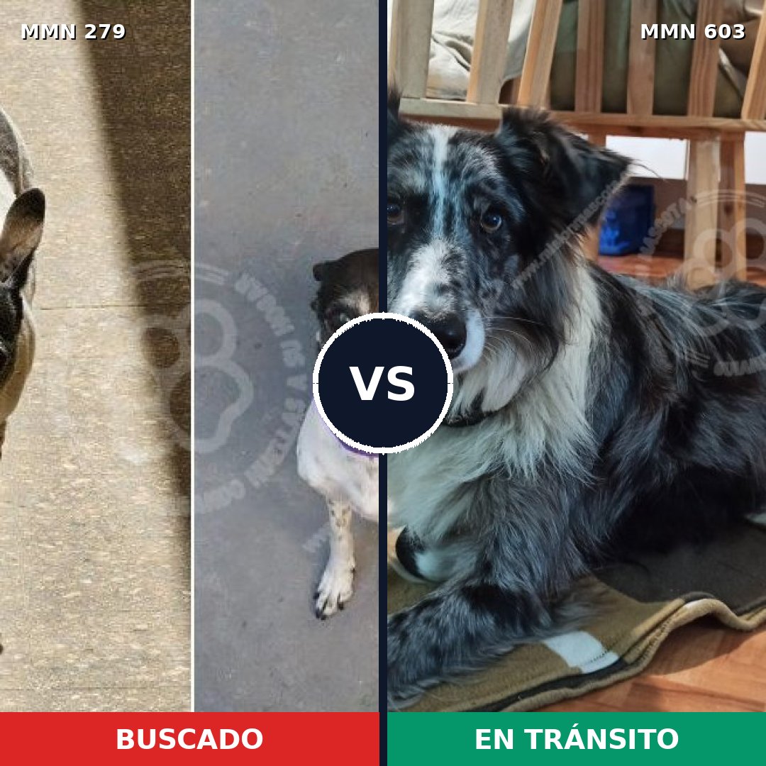 Comparativa MMS 5874: mascota perdida y mascota encontrada, 15% de similitud