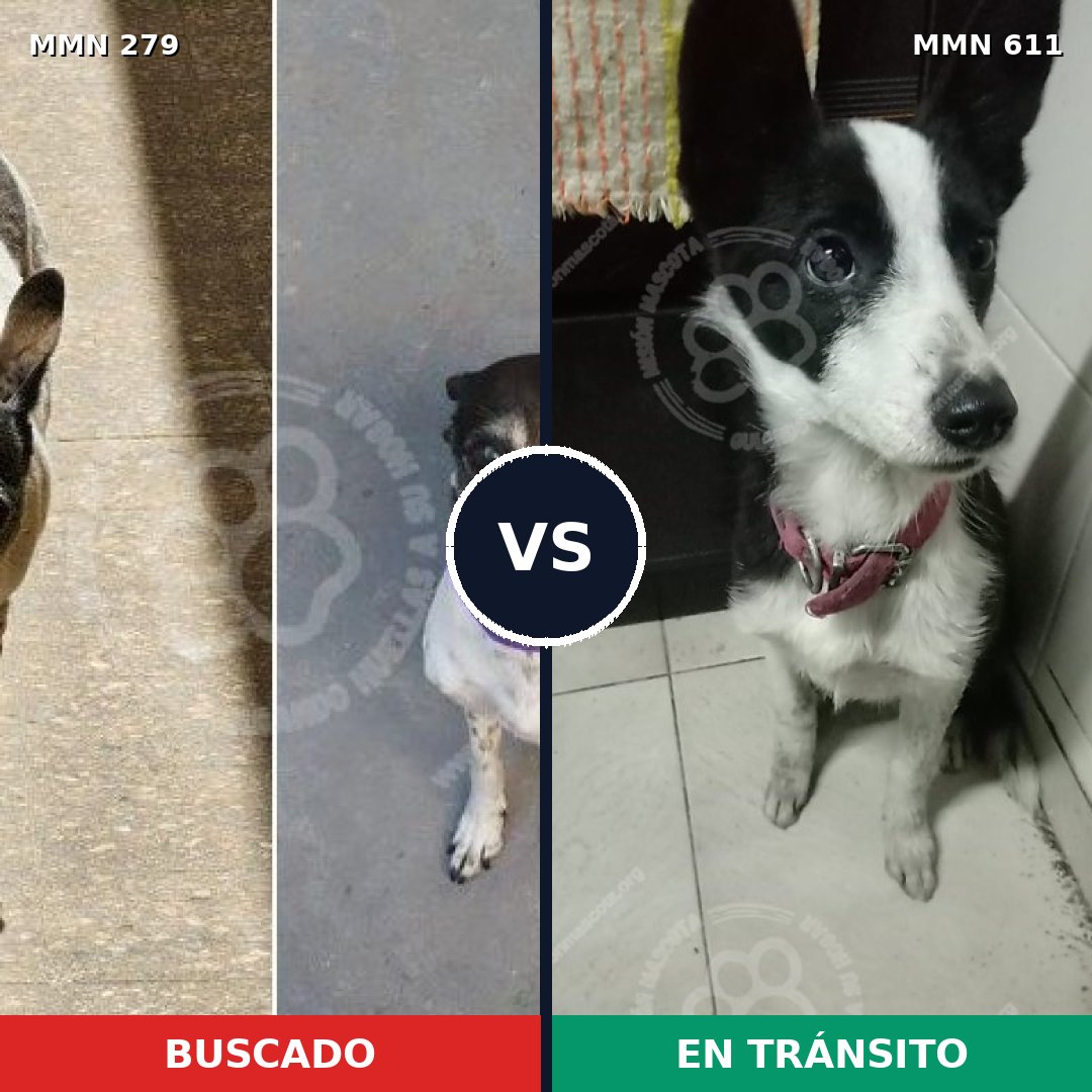 Comparativa MMS 5875: mascota perdida y mascota encontrada, 82% de similitud