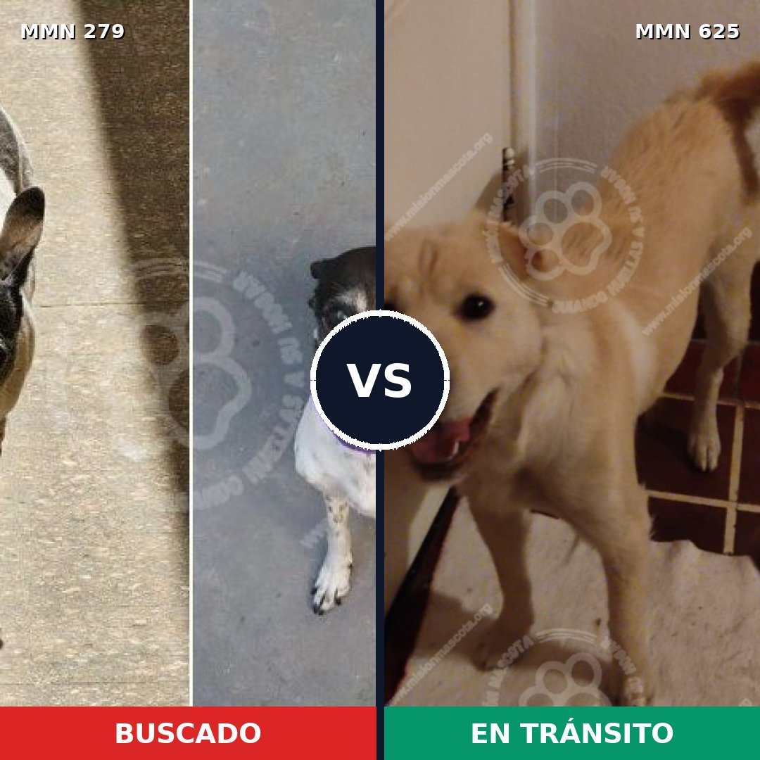 Comparativa MMS 5876: mascota perdida y mascota encontrada, 49% de similitud