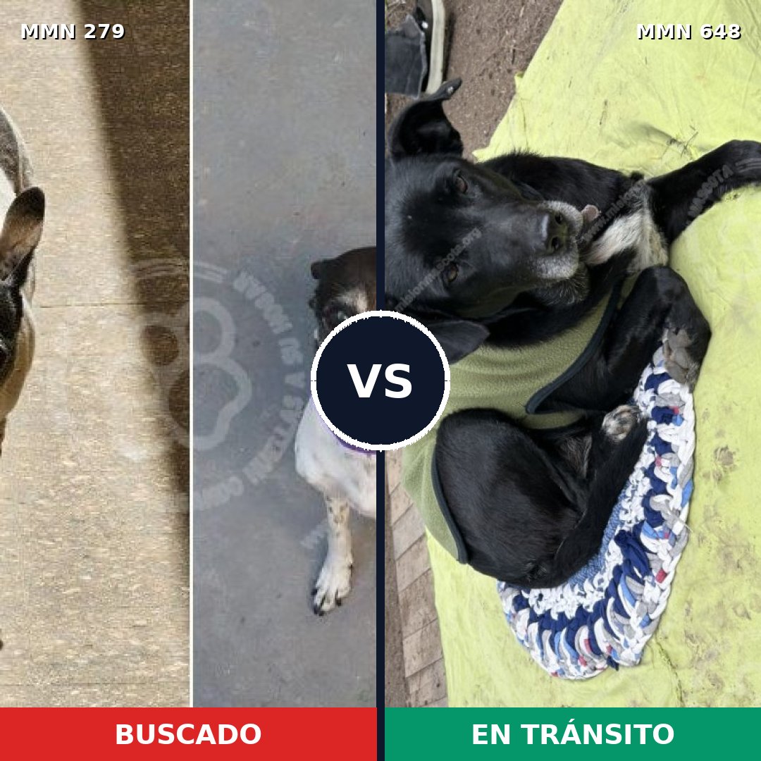 Comparativa MMS 5877: mascota perdida y mascota encontrada, 82% de similitud