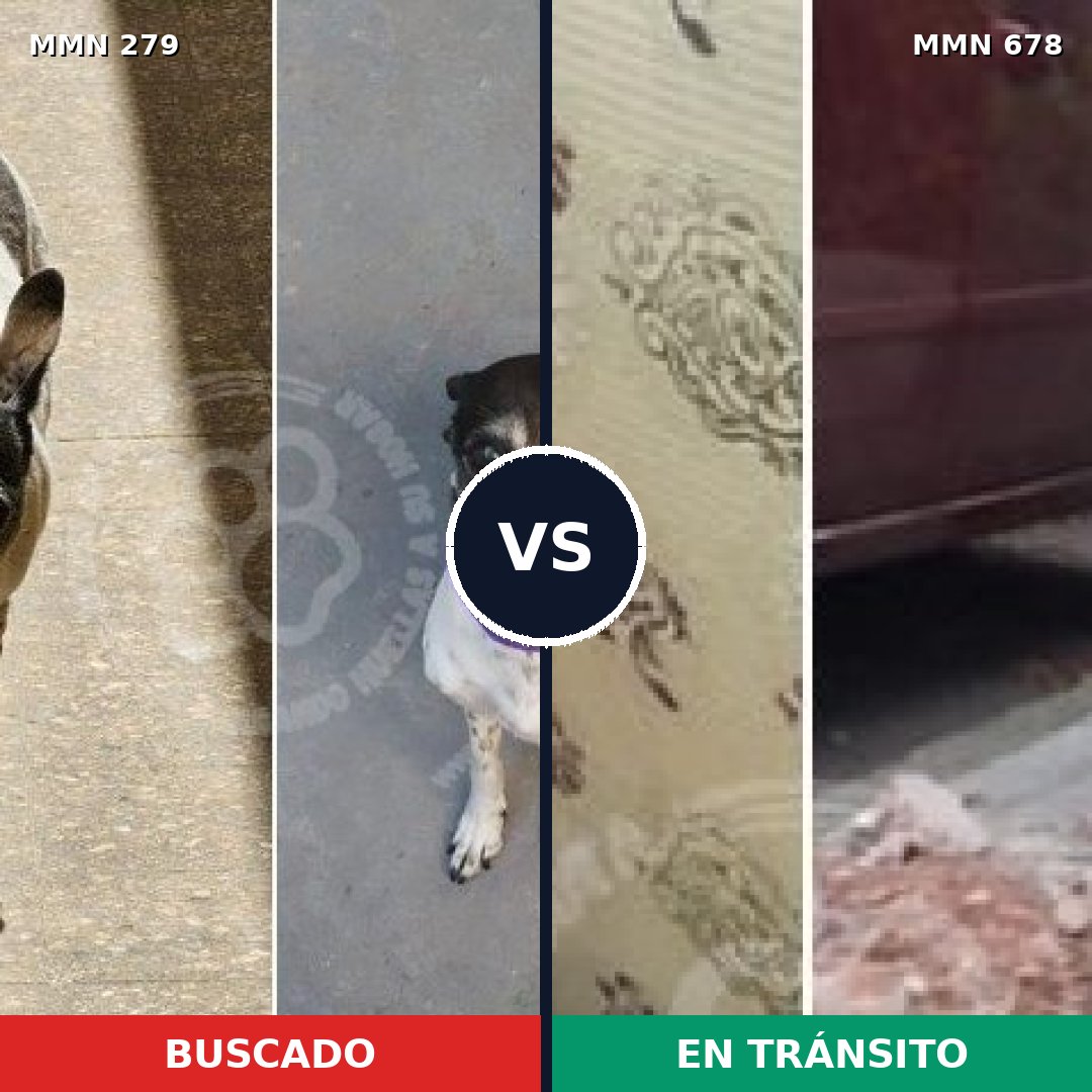 Comparativa MMS 5878: mascota perdida y mascota encontrada, 68% de similitud