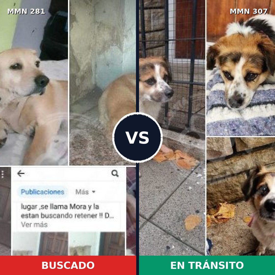 Comparativa MMS 5879: mascota perdida y mascota encontrada, 57% de similitud