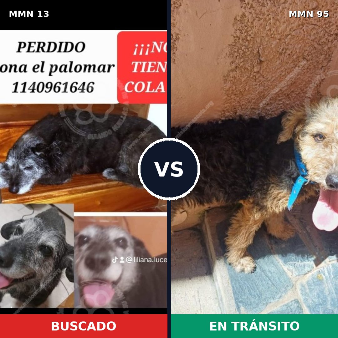 Comparativa MMS 588: mascota perdida y mascota encontrada, 83% de similitud