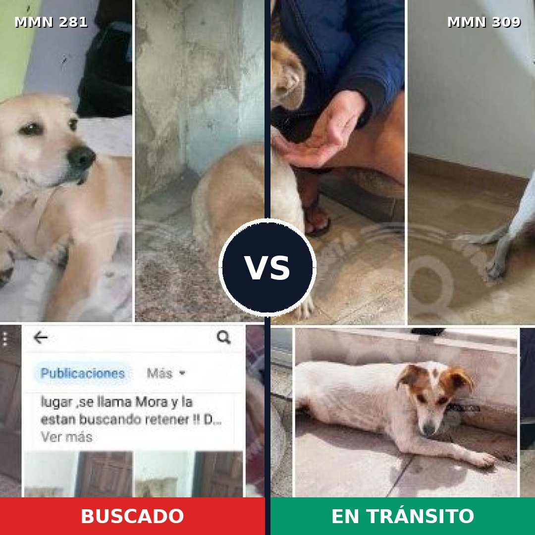 Comparativa MMS 5880: mascota perdida y mascota encontrada, 57% de similitud