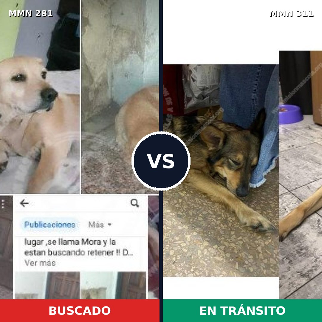 Comparativa MMS 5881: mascota perdida y mascota encontrada, 61% de similitud
