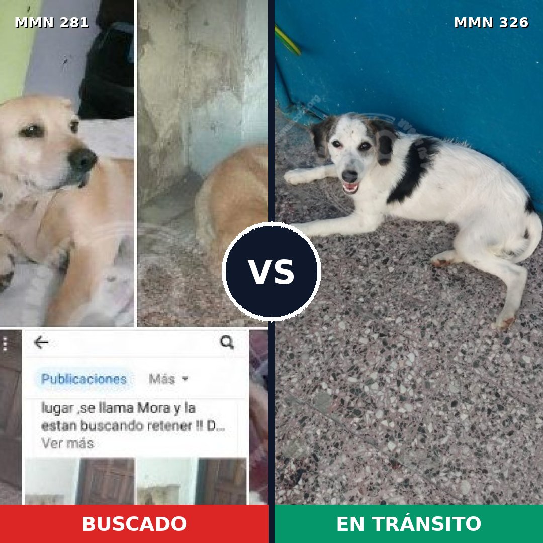 Comparativa MMS 5884: mascota perdida y mascota encontrada, 67% de similitud