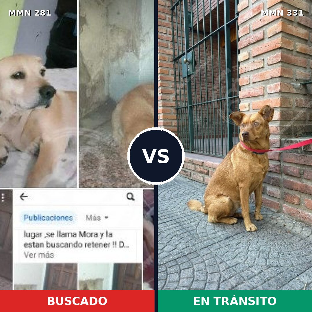 Comparativa MMS 5885: mascota perdida y mascota encontrada, 71% de similitud