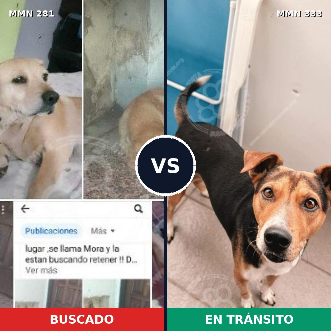 Comparativa MMS 5886: mascota perdida y mascota encontrada, 71% de similitud