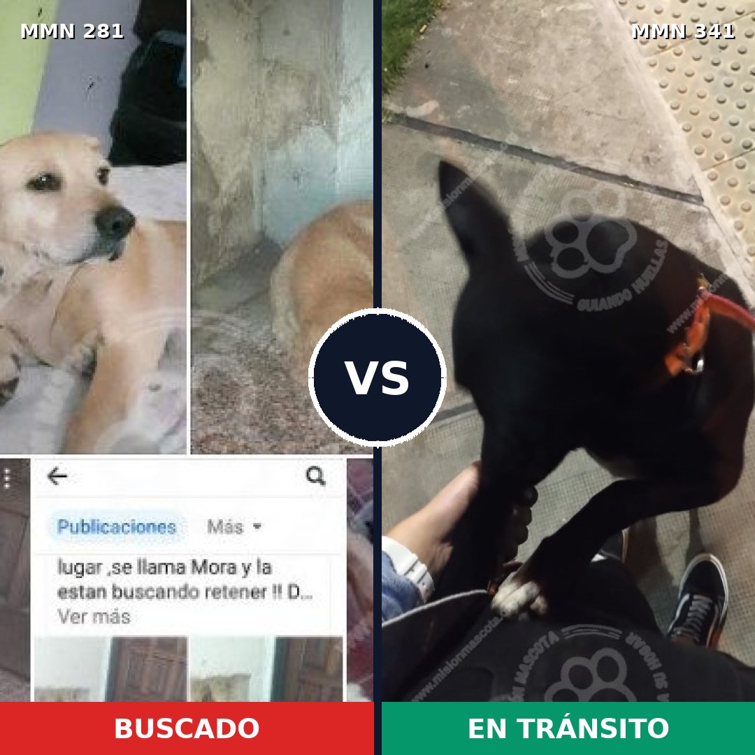 Comparativa MMS 5887: mascota perdida y mascota encontrada, 62% de similitud