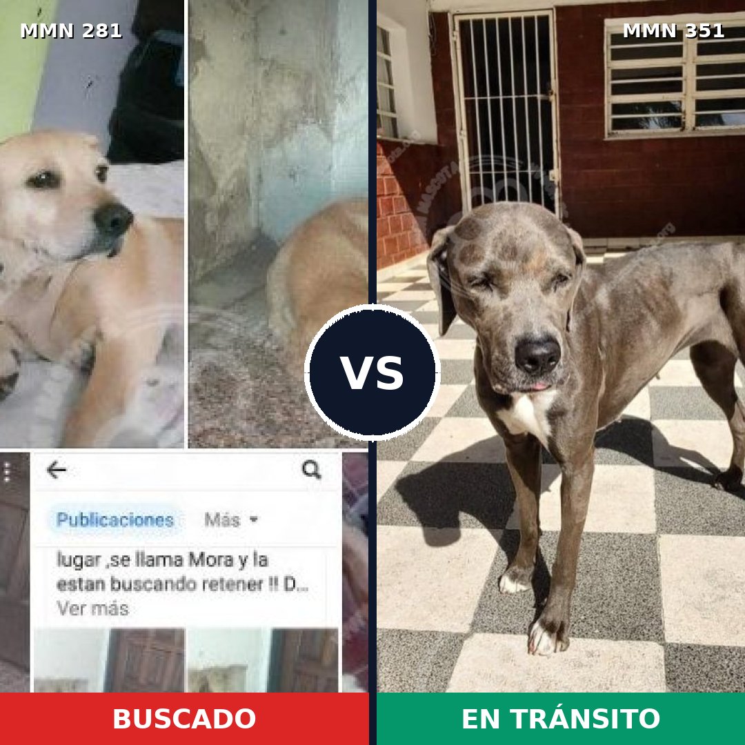 Comparativa MMS 5888: mascota perdida y mascota encontrada, 17% de similitud