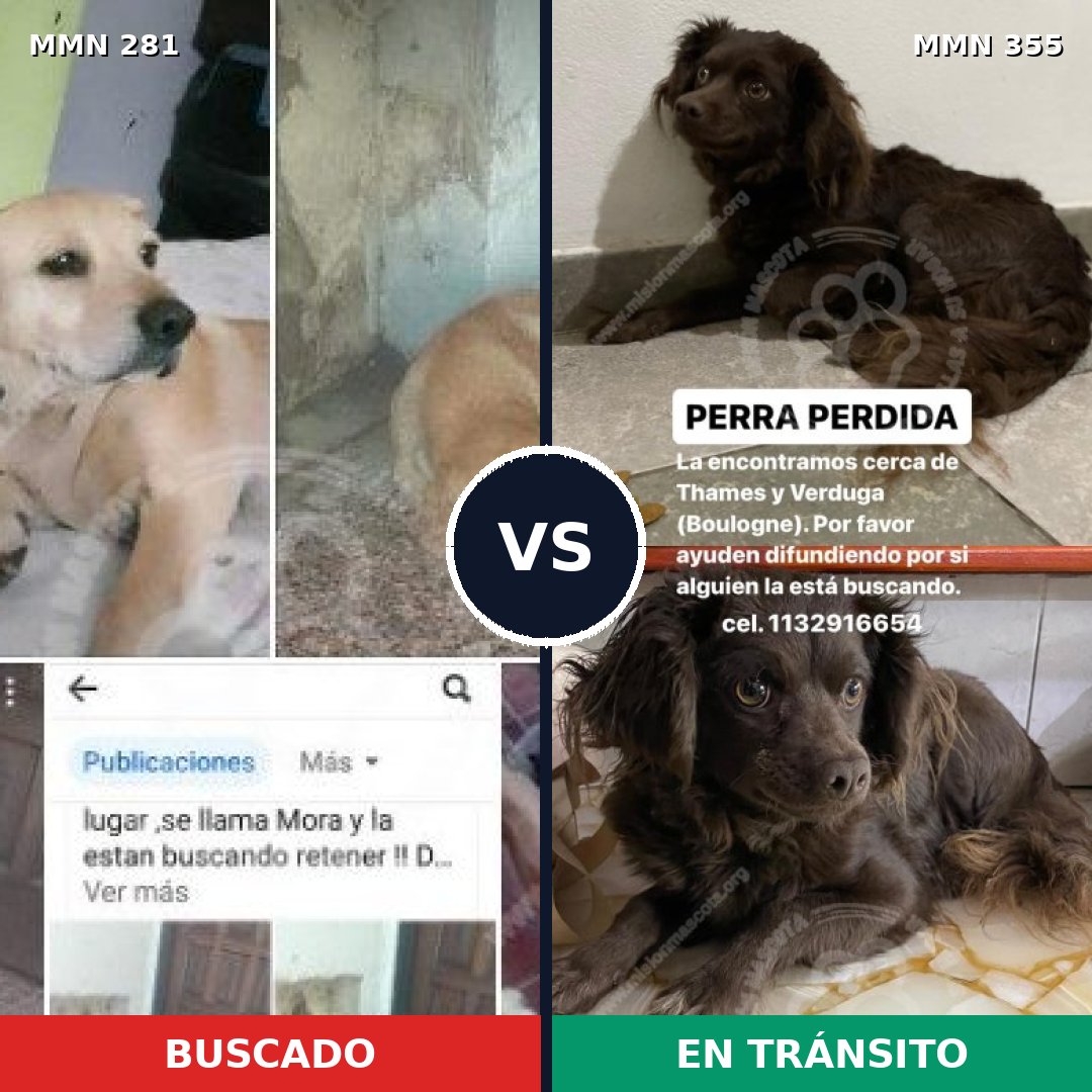Comparativa MMS 5889: mascota perdida y mascota encontrada, 53% de similitud